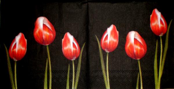 044 Tulpen - 3 lagig -  (schwarz) - Ihr